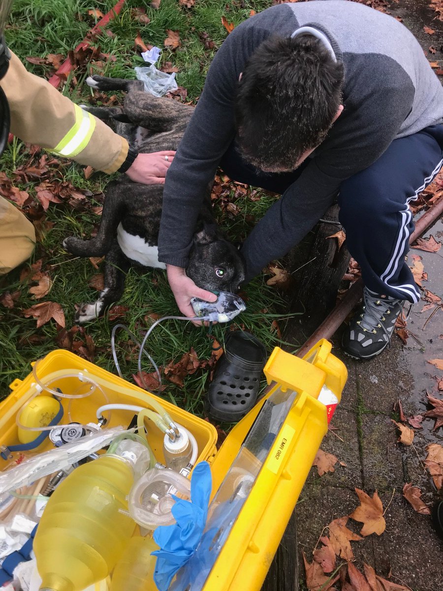 MEDIA RELEASE: Firefighters rescued an eight-year-old dog from a house fire in St Albans this morning. mfb.vic.gov.au/News/Media-rel…