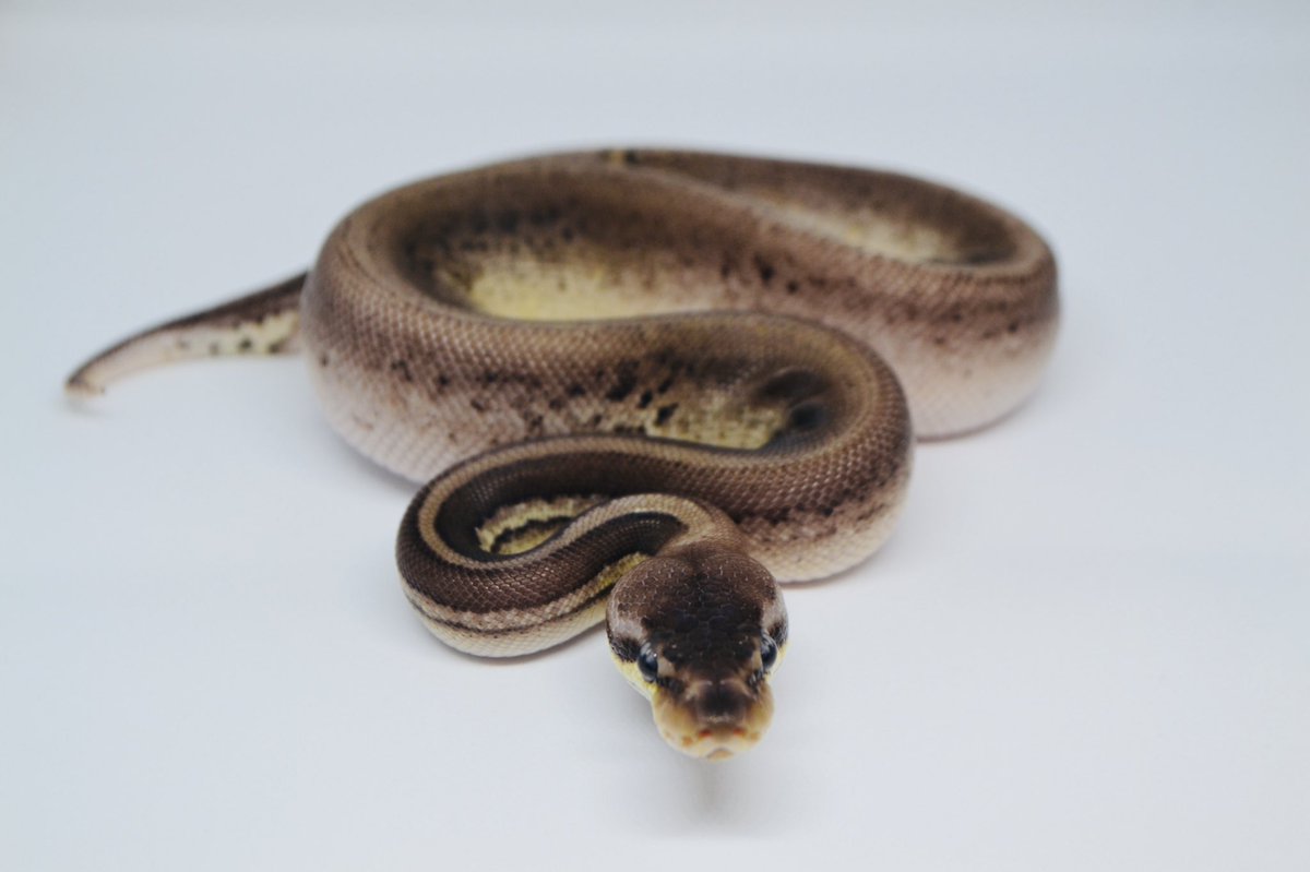 HDExotics1's tweet photo. 🚧Caution🚧 This post may contain more snake than you can handle‼️ No Street cop 🚓 can control this  criminal🦹🏼‍♂️ Introducing🗣 Outlaw🤎 This 1.0 Pewter Blast Leopard 🐆 (With maybe an additional gene 🧬) is stunning🤩 https://t.co/50zZstHRuV