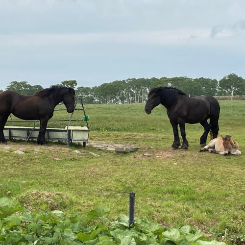 北海道新聞 みなみ風 つぶやき 北斗市 きじひき高原の馬たち ドライブスルーでの気分転換が増えました ｎ