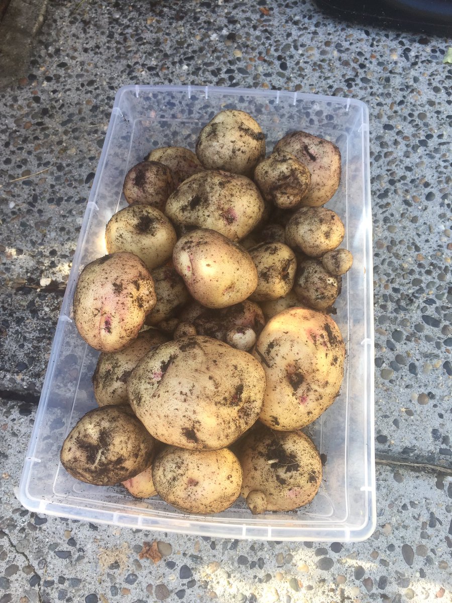 CHKindies's tweet photo. A little late this year but harvested 3 of the 5 tubs! The Warba potatoes are HUGE this year. 148 potatoes so far! Thanks to @bcaitc #SpudsInTubs #GrowingFromHome https://t.co/waj94StEty