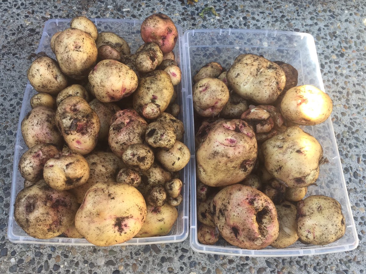 CHKindies's tweet photo. A little late this year but harvested 3 of the 5 tubs! The Warba potatoes are HUGE this year. 148 potatoes so far! Thanks to @bcaitc #SpudsInTubs #GrowingFromHome https://t.co/waj94StEty