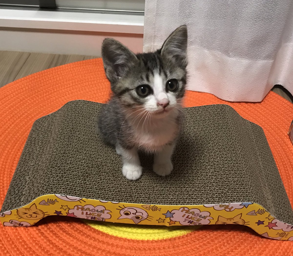 まめきちまめこさんのお家で子猫さんを保護した結果 先住猫のタビさんと仲良しになり微笑ましい 途中でチラッと見てるところにギャン Togetter まめきちまめこさんのお家で子猫さんを保護した結果 先住猫のタビさんと仲良しになり微笑ましい 途中でチラッと見てるところにギャン Togetter