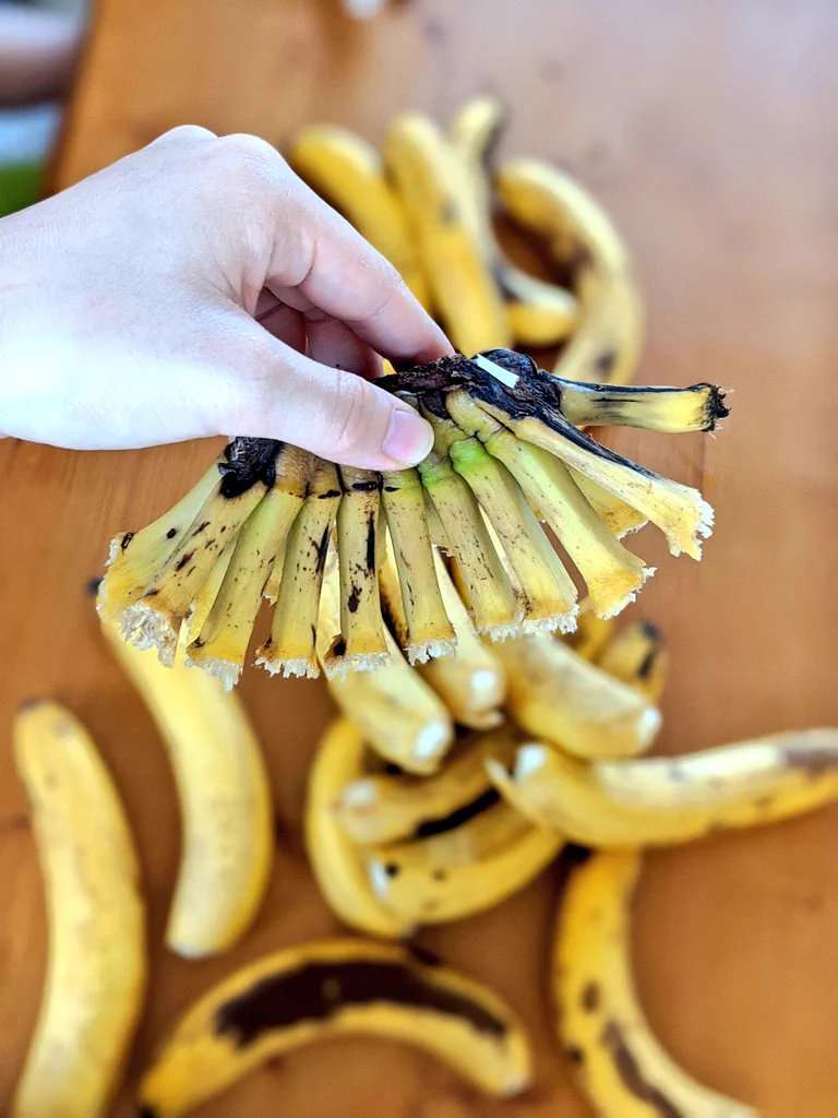 バナナが熟れすぎて、持ち上げると全部落ちた！