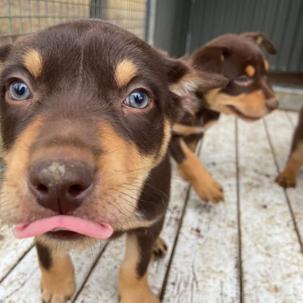 Kelpie Country (@kelpiecountry) / Posts / X