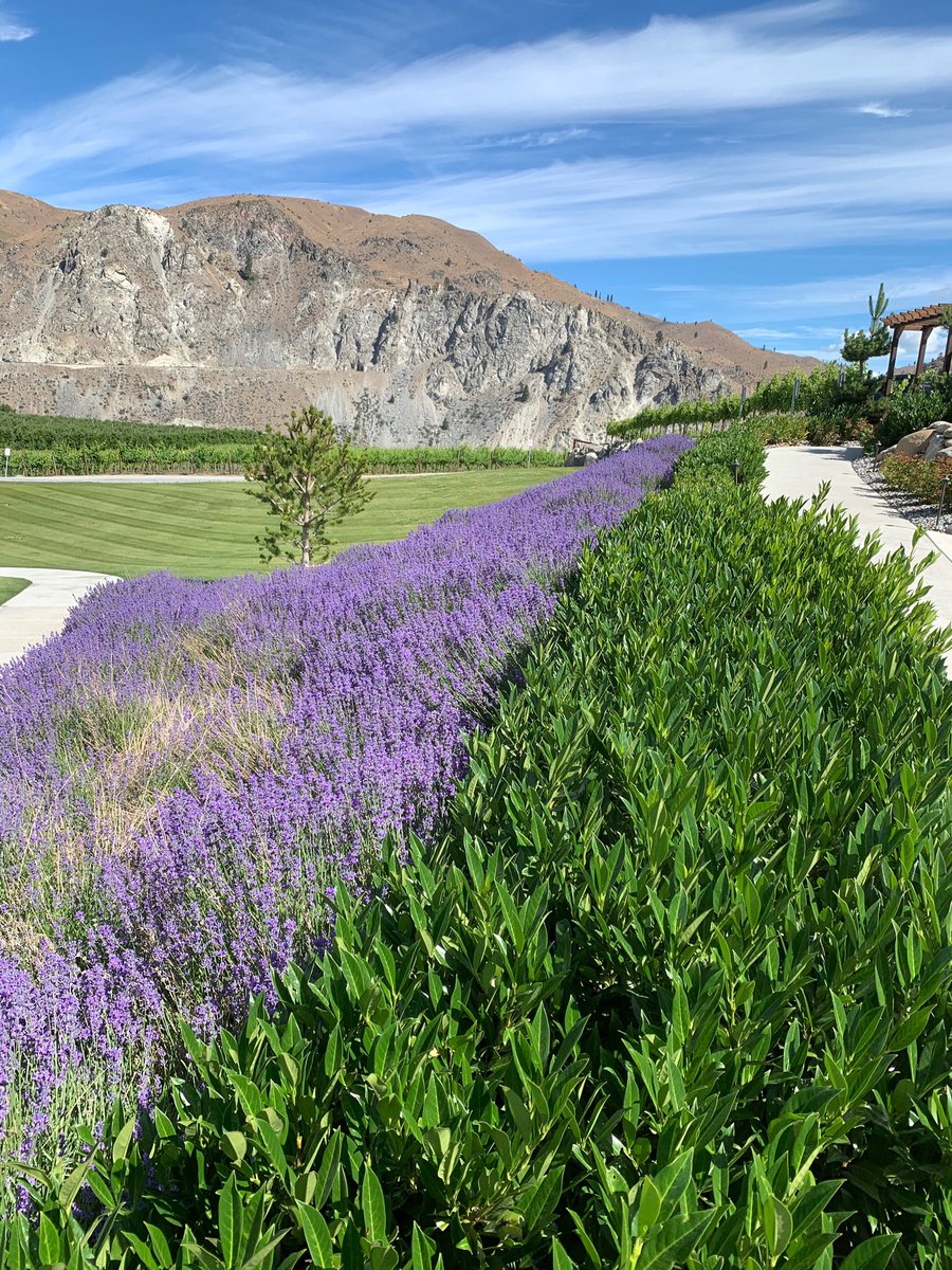 Summertime looks lovely on our Double D Vineyards... ☀️💐 #lavender #estatevineyards #WAwine