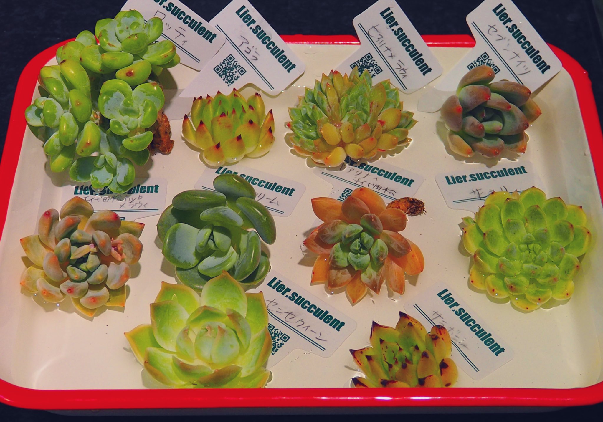 Hana 昨日開封しました 可愛い さっきリエールさんの動画見て水に浸けてみました T Co 9xi9ri2wec ペナペナ って言葉リエールさん動画で初めて聞いて頭から離れません 意味はなんとなく理解出来ました 夏越し出来ますように 多肉