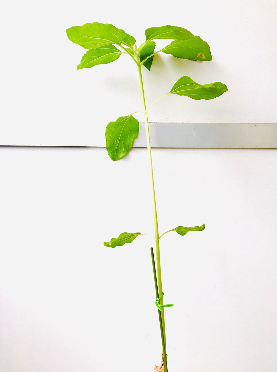 ひまわり観察日記