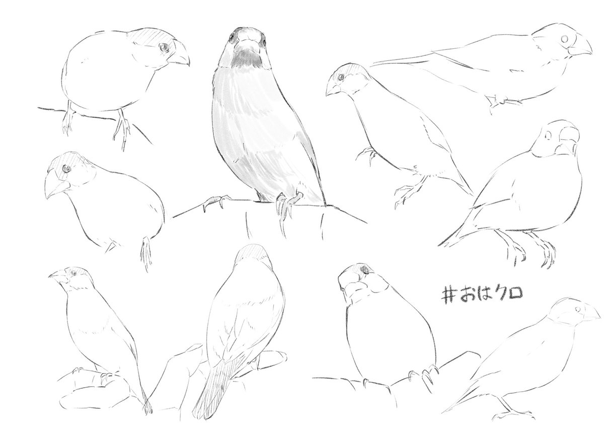 #おはクロ
液タブ買ってから初めてのおはクロ
文鳥なんて描いたことなかったので楽しかった?
もっとはっきり線かこ 