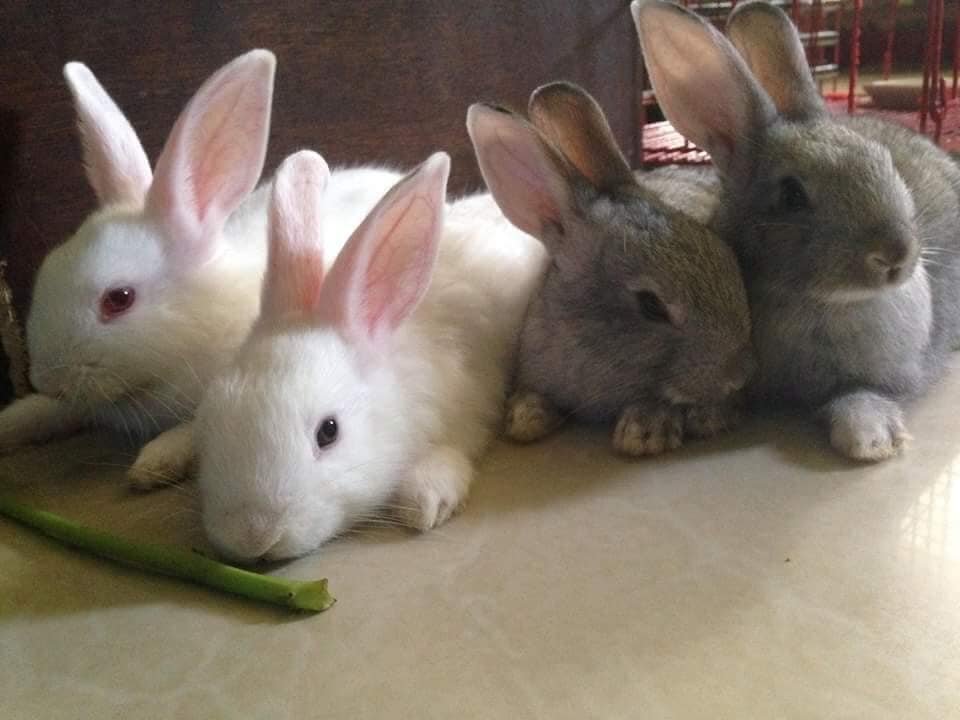 here are 4 baby rabbits