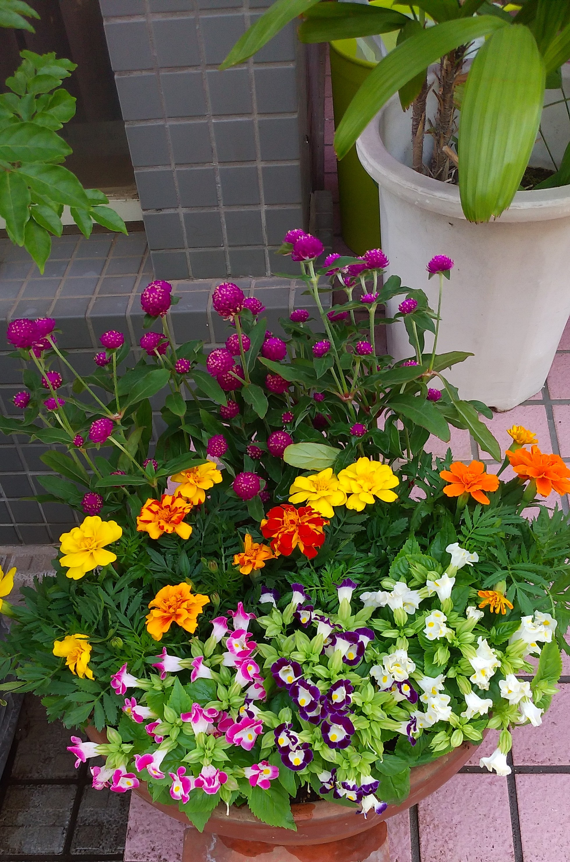 Anry学習館 ７月の花と七夕の花 上から千日草 マリーゴールド トレニア グリーンポケットさんの月替わりの花 東急デパート のフロントに活けてあった七夕飾り 癒されています T Co Reggbbyhbe Twitter