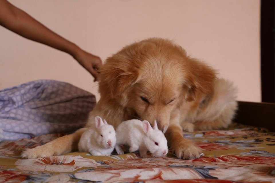 here are 2 baby rabbits being raised by a dog