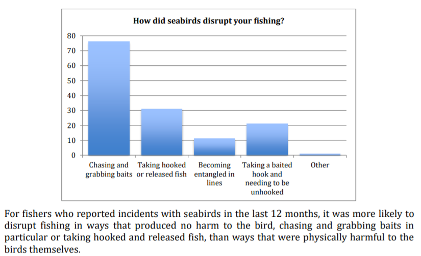 About ¼ of recreational fishers in New Zealand reported seabirds disrupting their fishing over a 12 month period (87,000 interactions). Most of these interactions are probably harmless, but hooked and entangled birds aren't uncommon.
