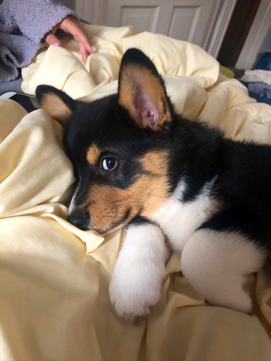 MorganMullholan's tweet photo. i swear i have the cutest puppy 
he’s getting so big 🥺 https://t.co/ttKMhEY3bS