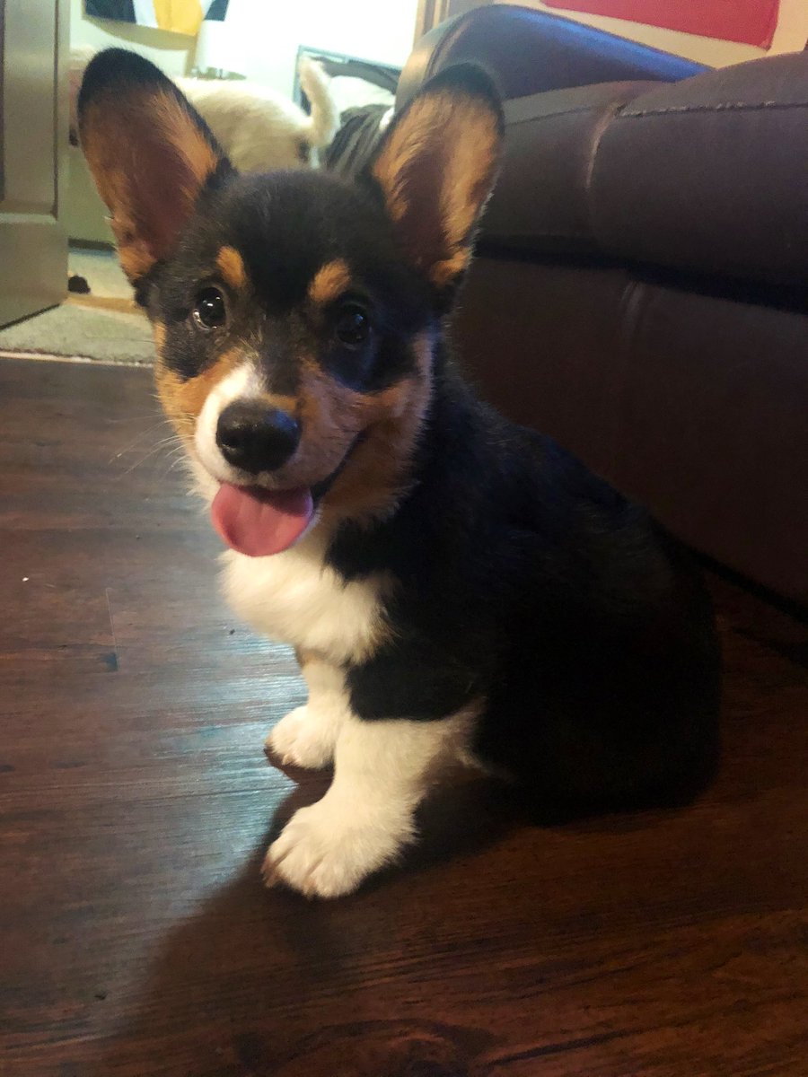 MorganMullholan's tweet photo. i swear i have the cutest puppy 
he’s getting so big 🥺 https://t.co/ttKMhEY3bS