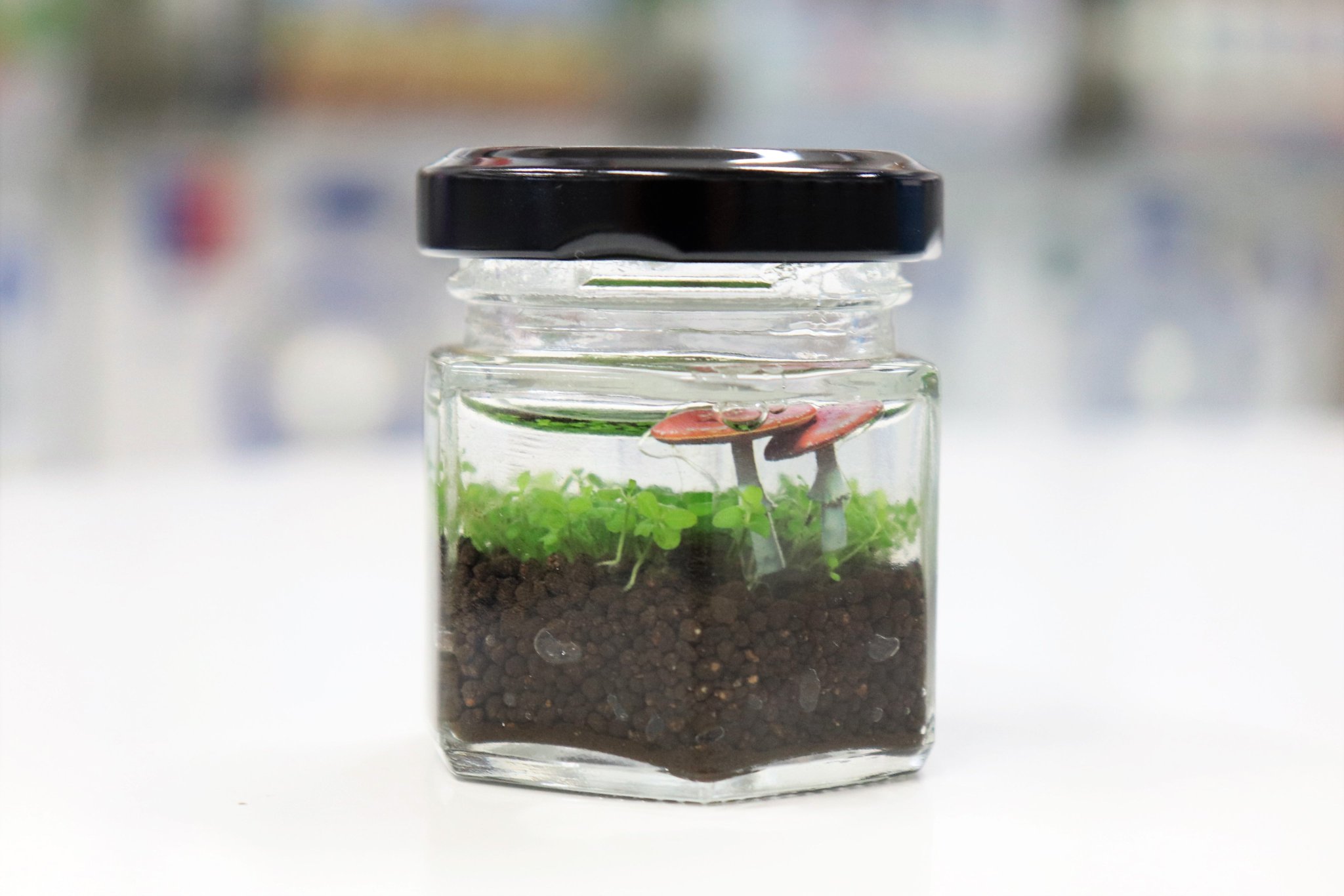 スタジオスピーク ガチャガチャの森 水草アクアリウム観察日記 愛情を注いで育てればこうなります 机の上に置いください 癒してくれますよ 水草アクアリウム