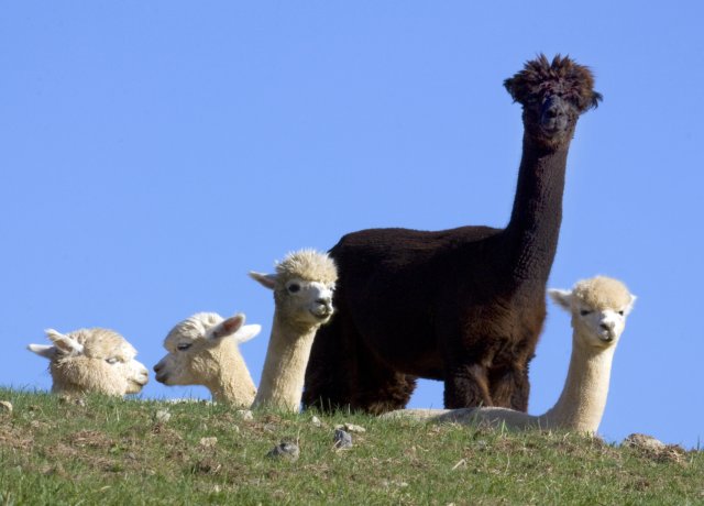 Lamas