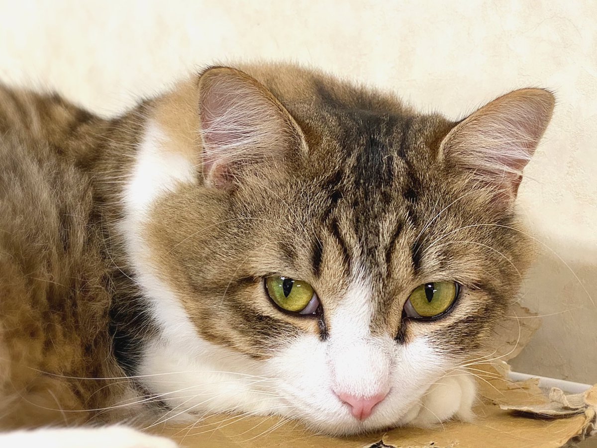 おはようございます♪ 
お仕事行って来ます！
写真は妹紅（もこう）です。

#猫 #猫のいる暮らし #猫好きさんと繫がりたい