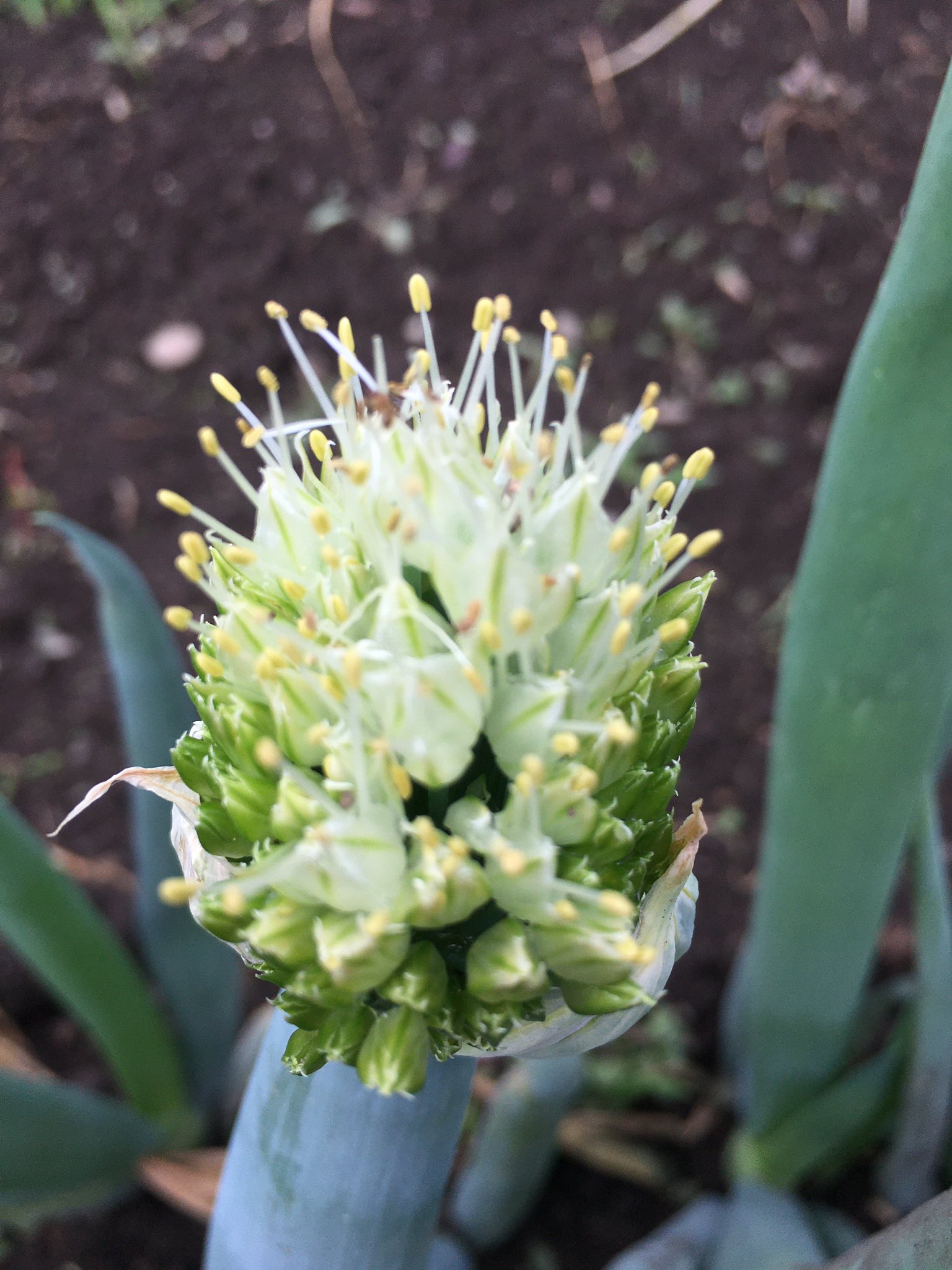 こみくママ様 玉葱の花 ネギ坊主 ニンニクの芽 タマネギの花が咲きそう ネギの花も可愛いい でも ニンニク の花が どの花芽を見てもニンニクは ニンニク でした 如何いう事なの T Co Vgrcuhu4fx Twitter