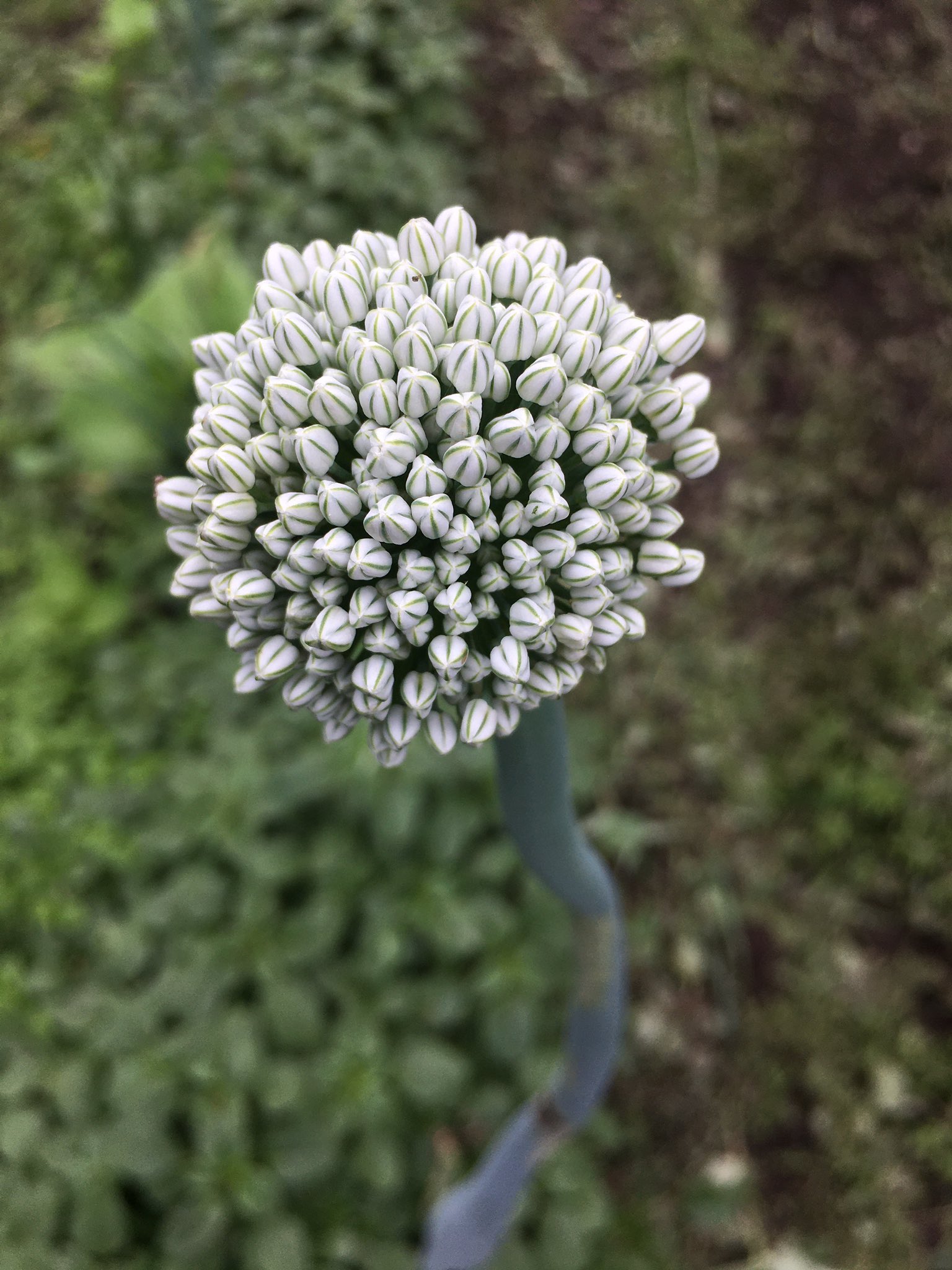 こみくママ様 玉葱の花 ネギ坊主 ニンニクの芽 タマネギの花が咲きそう ネギの花も可愛いい でも ニンニク の花が どの花芽を見てもニンニクは ニンニク でした 如何いう事なの T Co Vgrcuhu4fx Twitter