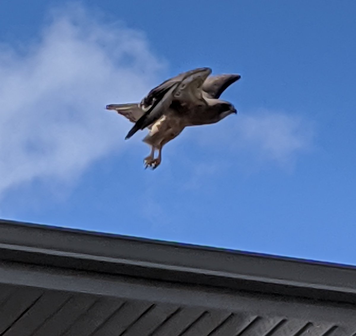 Saw this really big swainson's hawk hanging around the duckie pond today, too... Better go find another pond to hunt at, buster...! 