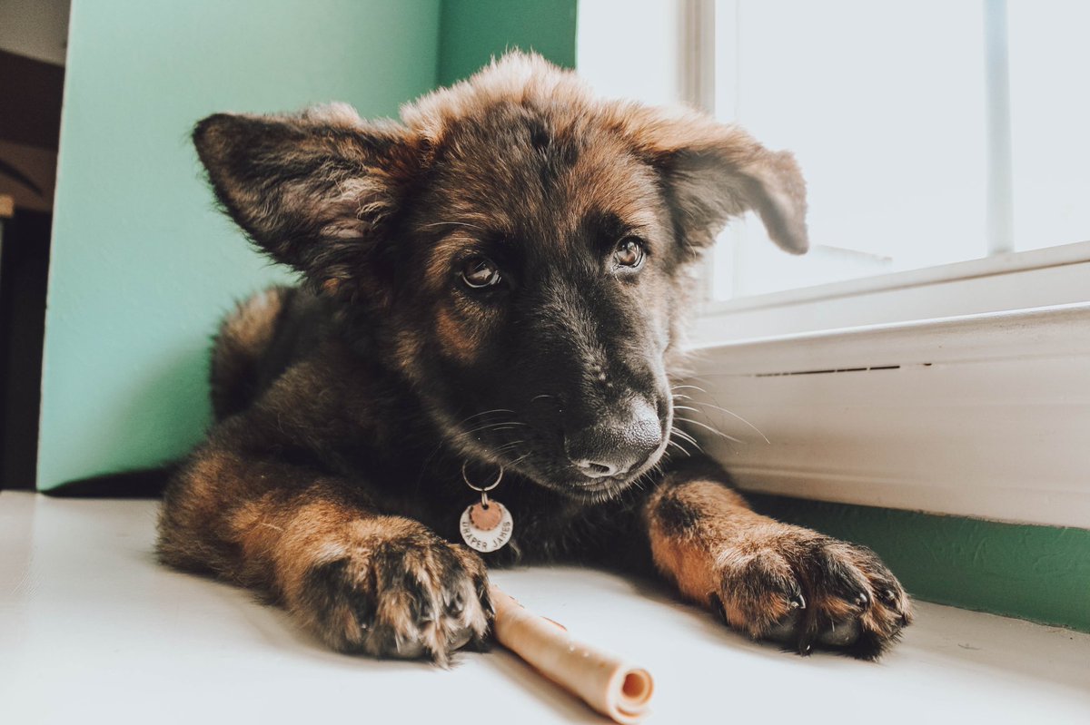 KayleenotHaylee's tweet photo. I’ve never been bull ridin but I did just give Draper a bath. So yehaw. #GermanShepherd #gsd #puppy #browneyes https://t.co/B7mNNGn9mw