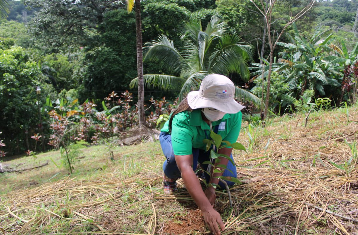 Ministerio de Ambiente de Panamá tweet media