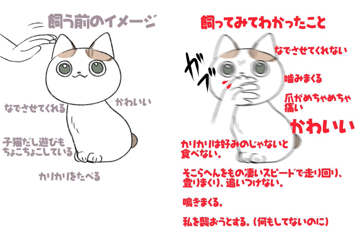 猫はいいぞ(イッヌもいいぞ) 