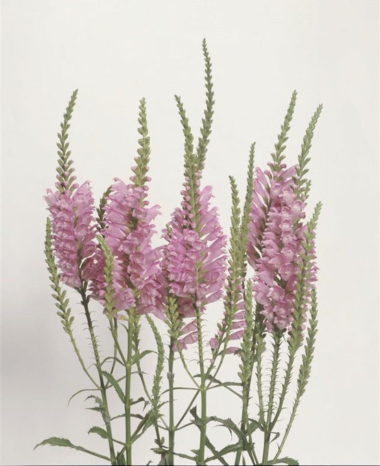 フィソステギアのtwitterイラスト検索結果