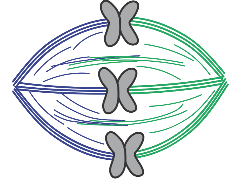 My lab works on trying to understand the mechanics of cell division. One of the things we work on is a machine called the mitotic spindle, which delivers chromosomes (which have the DNA "blueprint" of the cell in them) to 2 new daughter cells. It looks like this: 2/17