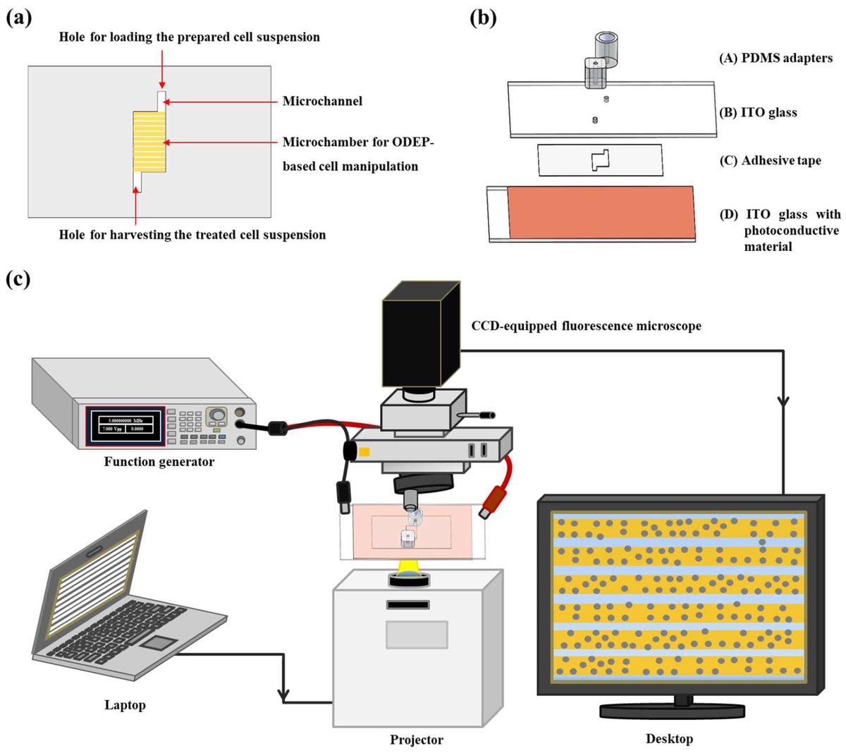 Biosensors_MDPI's tweet image. #mdpibiosensors Read &apos;The Effect of Optically Induced Dielectrophoresis (ODEP)-Based Cell Manipulation in a #Microfluidic System on the Properties of Biological Cells&apos; from Wu et al. 
More details at mdpi.com/2079-6374/10/6…
#biosensors