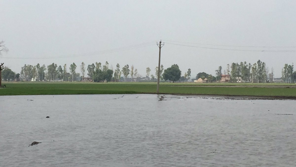 amringill's tweet photo. Gotta put food on the table of millions #Hardwork #PADDY2020 #Farmers ✌🏼 https://t.co/y5z0YhatZE