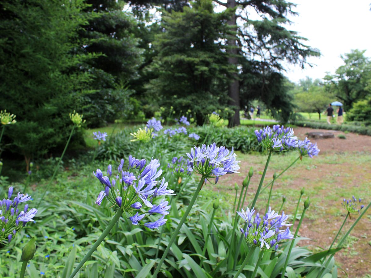 新宿御苑 自然情報 V Twitter サービスセンター近くでアガパンサスが咲き始めました この花を楽しみに待っていたのは 私たちだけではないようですね ハチたちが忙しそうに花粉を集めていました 白花のアガパンサスの蕾もふくらんできましたよ 白と薄紫の涼し気な