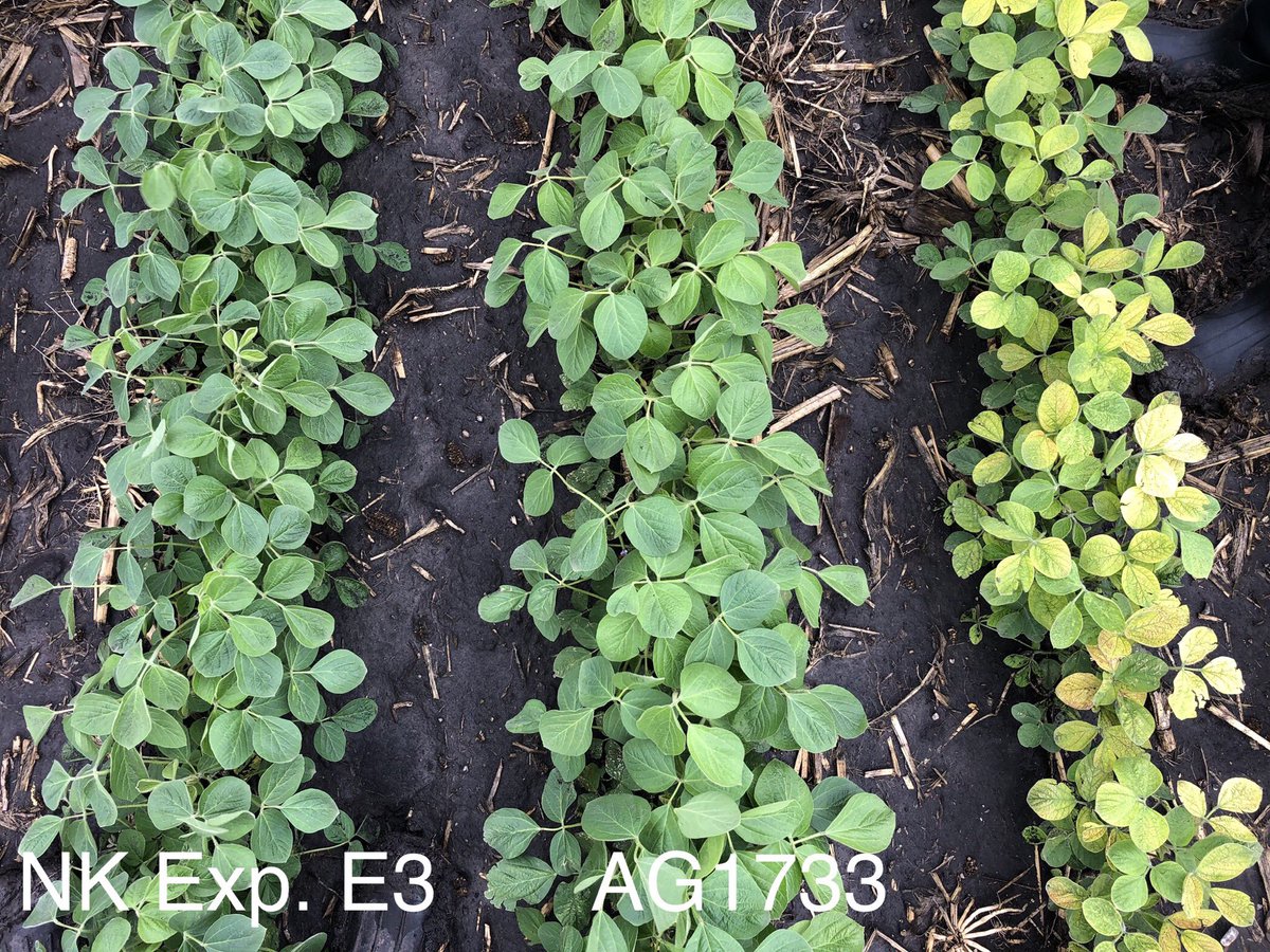 The future is bright for proprietary <a href="/NKSeeds/">NK Seeds</a> Enlist E3 soybean genetics. An experimental mid-group 1 variety is showcasing OUTSTANDING IDC tolerance near Murdock, MN.  Hopeful for a commercial launch this fall for growers looking for:✅Enlist E3 and ✅IDC Tolerance #ScoutNK2020