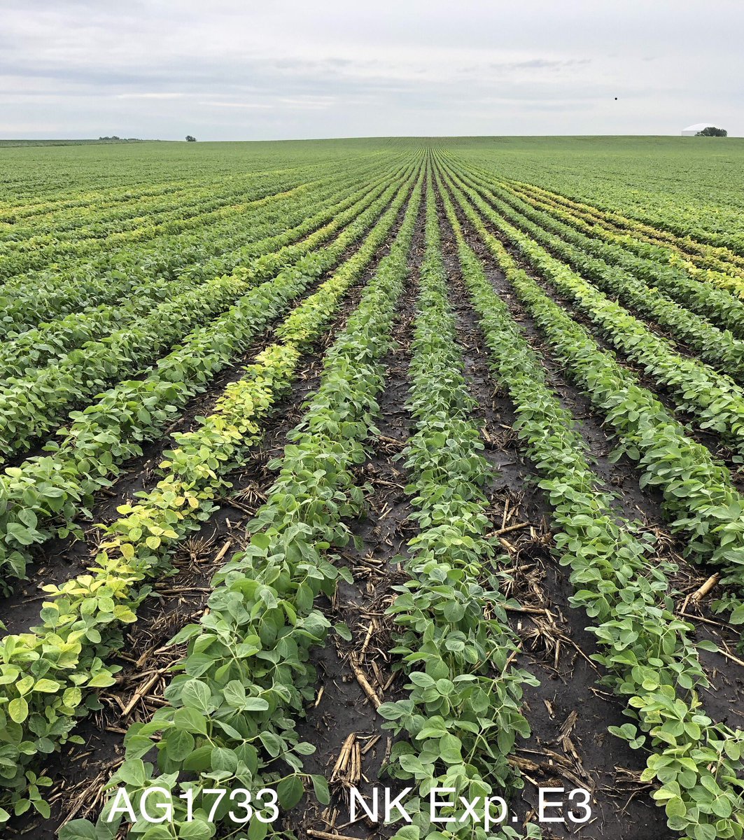 MLSchultzie's tweet photo. The future is bright for proprietary @NKSeeds Enlist E3 soybean genetics. An experimental mid-group 1 variety is showcasing OUTSTANDING IDC tolerance near Murdock, MN.  Hopeful for a commercial launch this fall for growers looking for:✅Enlist E3 and ✅IDC Tolerance #ScoutNK2020 https://t.co/1GYWiKdaww