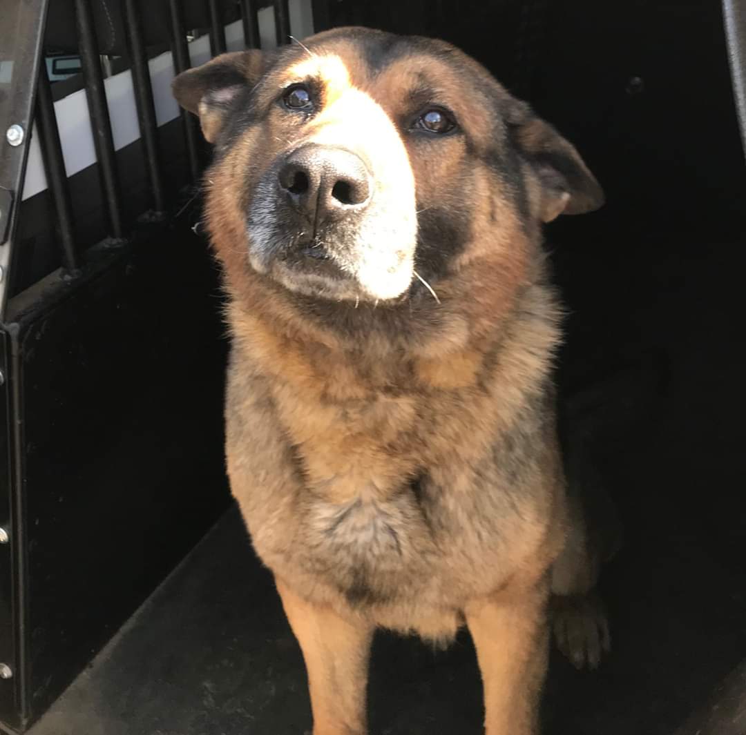 k9sofvalor's tweet photo. 🚨 LOST K9 🚨 
Alert issued 8:16 pm 6/29/2020

The Greenville County SC Sheriff's Office is searching for “K9 Rudy”. The K9, a German Shepherd, escaped from his handler’s home off of Devenger Road. If you see or have seen Rudy they are asking you call 911. https://t.co/w4vi7EAVIR