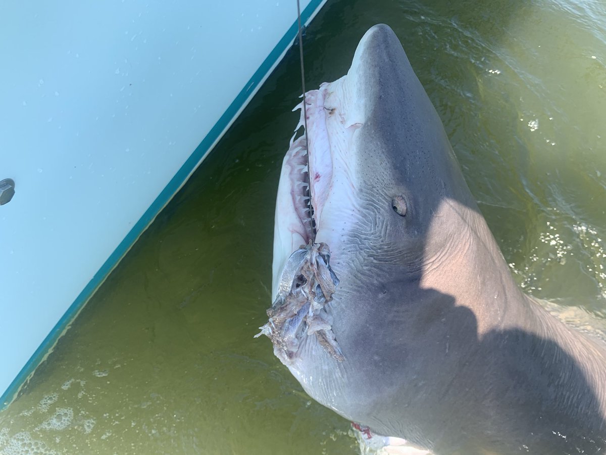 fishOverUnder's tweet photo. Birthday shark fishing trip was a success today https://t.co/JGz4CJ1zwL