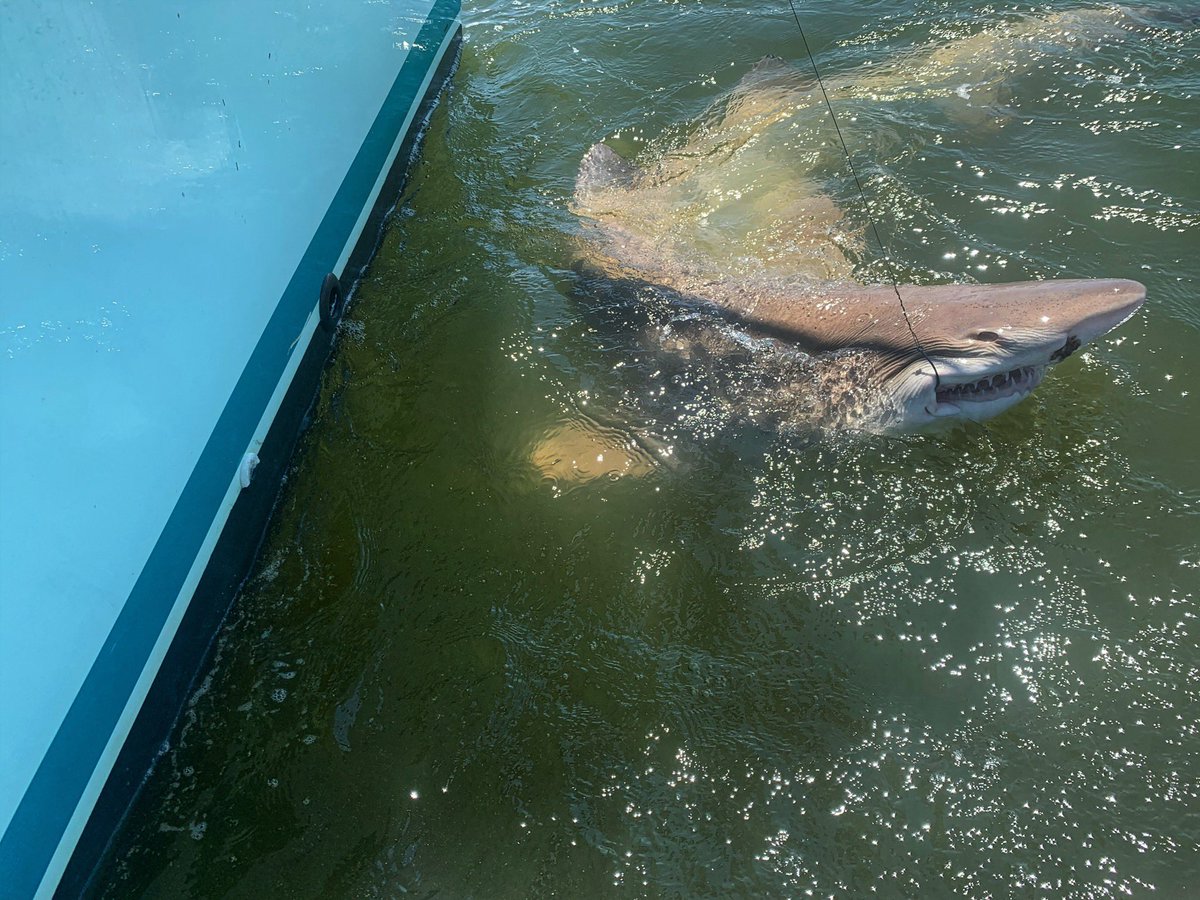 fishOverUnder's tweet photo. Birthday shark fishing trip was a success today https://t.co/JGz4CJ1zwL