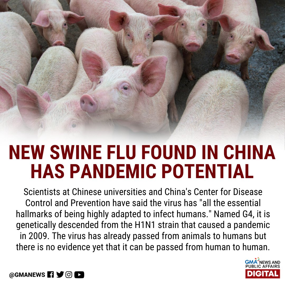 gmanews's tweet photo. Pinangalanan na G4, genetically descended umano ang virus mula sa H1N1 strain na kumalat sa mundo noong 2009. https://t.co/YxV78VfixV
