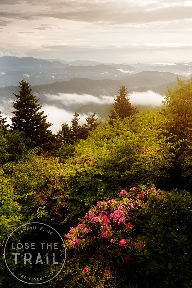 losethetrail's tweet photo. A brief clearing in the storm on top of Grassy Ridge a couple weeks ago. We’re already looking forward to the blooming rhododendrons on Roan next June. Until then...
#losethetrail #roanmountain #appalachianmountains #appalachia https://t.co/CjJTcx2kOg