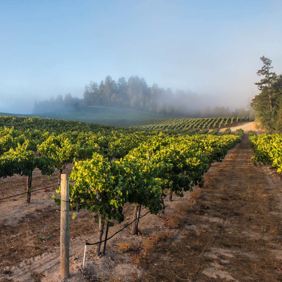Our historic W.S. Keyes Vineyard planted to 67 acres of Merlot, Cabernet Sauvignon, Cabernet Franc, Chardonnay and just a few acres of Malbec, Petit Verdot and Tannat 🍇 Explore our vineyard on Howell Mountain at lajotavineyardco.com/map.
