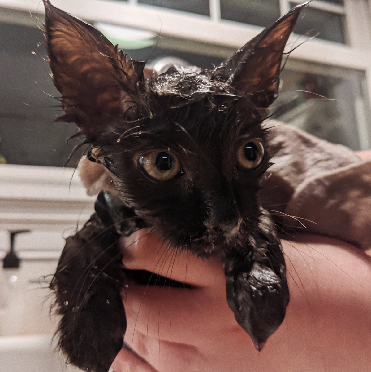 Sid gets a bath.