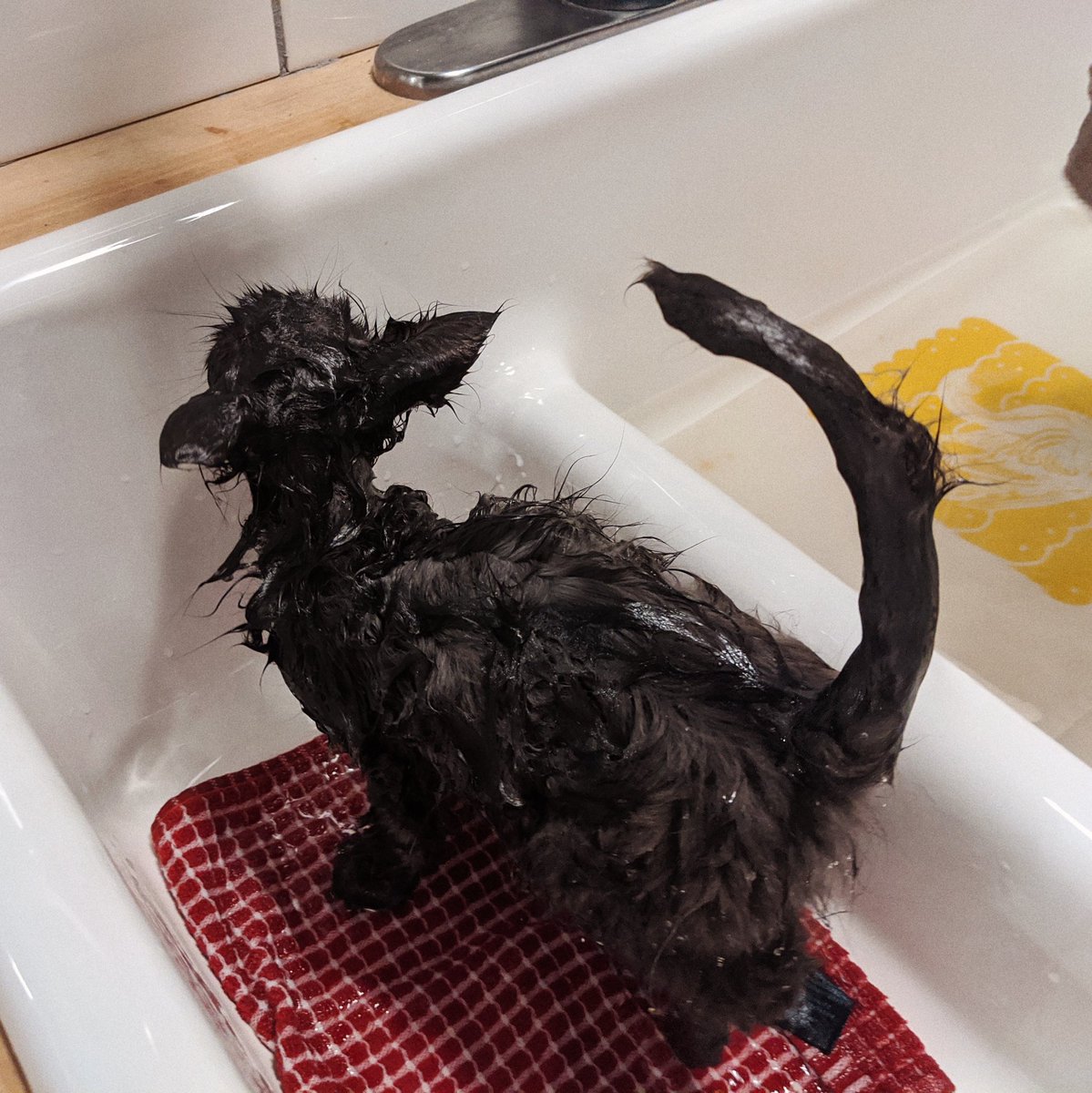 Sid gets a bath.
