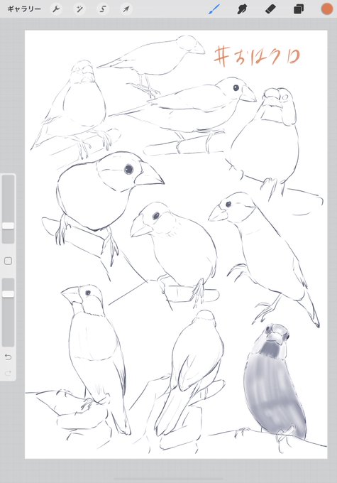 #おはクロ
文鳥描いたけど一匹鶏みたいなやついるんだが 