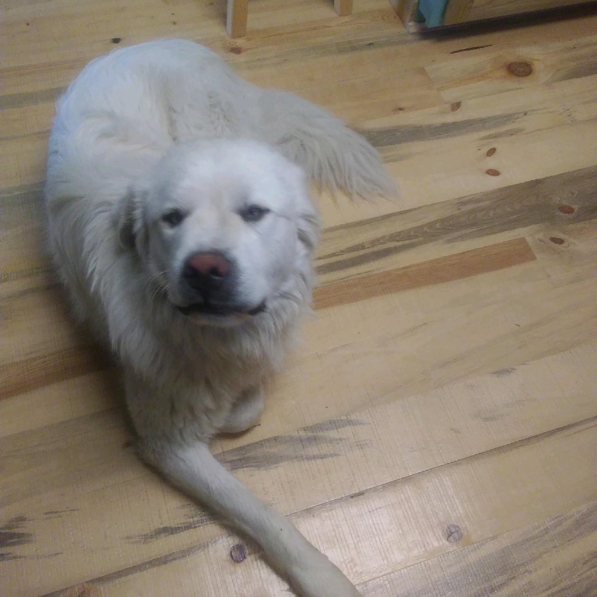 RanchEmu's tweet photo. The house that Jack built! Jack does NOT like storms; thus, put on his "Oh Please!" face and is bunking with us! ( We love him! ) Good night from Montana!
#Montanaemuranch #Montana #Emu #Emuranch #Emulove #Emoil #Pets #Dogs #Livestockdogs #Akbash #Akbashbreed #Ranchlife https://t.co/ARlfUUhOGC