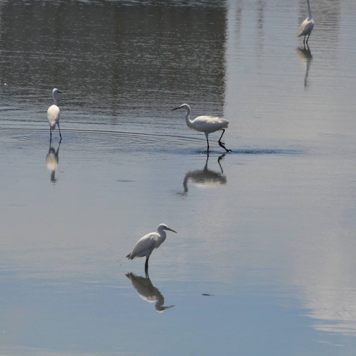 _ttodxx's tweet photo. 6/11 東港
小白鷺 Little Egret コサギ
#野鳥 #野鳥観察 #野鳥撮影 #bird #birds #鳥 #animals #pingtung #donggang #動物 #小白鷺 #白鷺 #白鷺鷥 #東港 #little_egret #コサギ https://t.co/C8yfkH0xd1