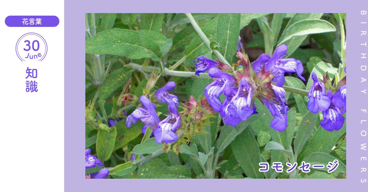 Uzivatel 花キューピット I879 Com 公式 Na Twitteru 6月30日の誕生花 コモンセージ お誕生日おめでとう 花言葉 は 知識 卵形の葉に紫の小さな花がちらほらとつき 素朴な雰囲気です あなたはこんな人 さっぱりとした性格 同じ誕生日の有名人