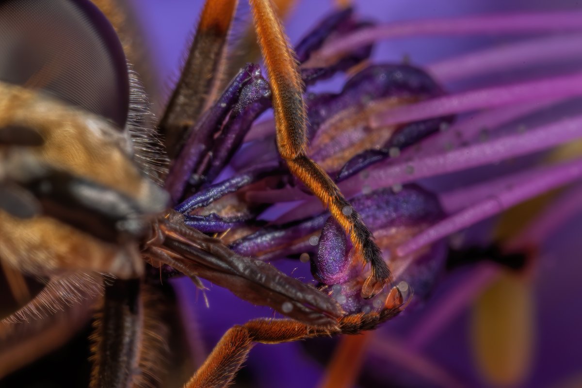 1) In 2008 I observed something extraordinary, which totally changed my perception of all life. I observed hoverflies carefully and deliberately opening up the anthers of a flower and scooping the pollens grains out of the anthers to their mouthparts with their front feet.