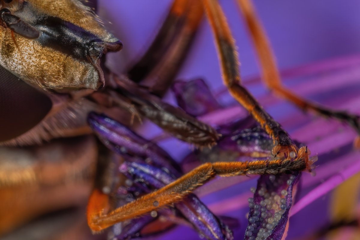 1) In 2008 I observed something extraordinary, which totally changed my perception of all life. I observed hoverflies carefully and deliberately opening up the anthers of a flower and scooping the pollens grains out of the anthers to their mouthparts with their front feet.