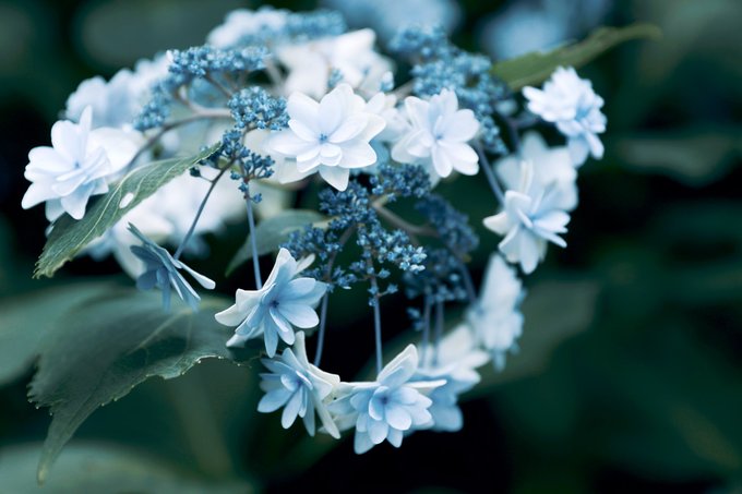 Neo Himeismさん の人気ツイート 1 Whotwi グラフィカルtwitter分析