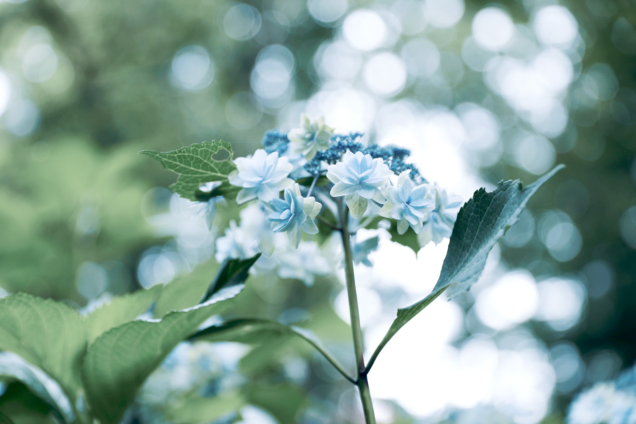 Neo Himeism 星花火 という名前の紫陽花 T Co Cbjmgigb0p Twitter